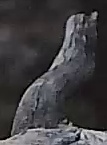 Best image of Pallid scops owl