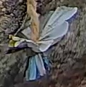 Best image of Azure tit