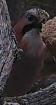 Best image of Eurasian jay