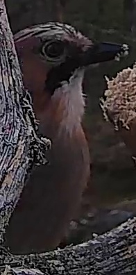 Best image of Eurasian jay