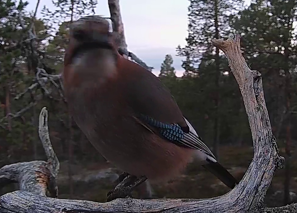 Best image of Eurasian jay