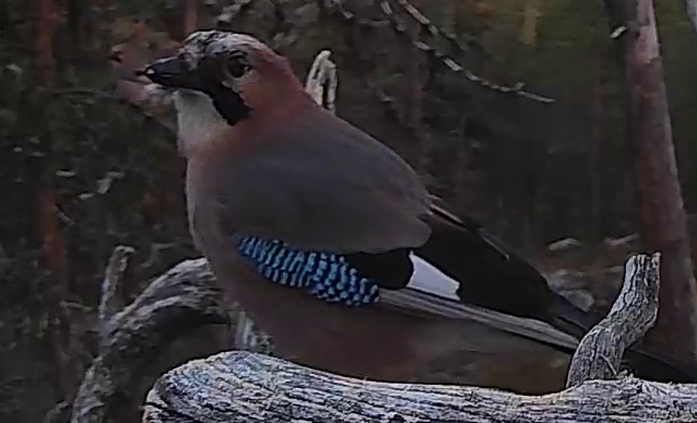Best image of Eurasian jay