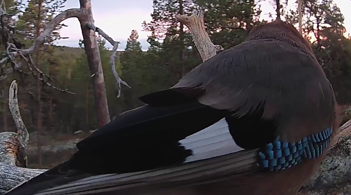 Best image of Eurasian jay