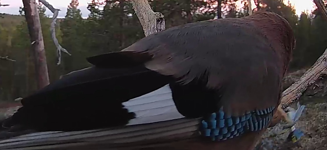 Best image of Eurasian jay