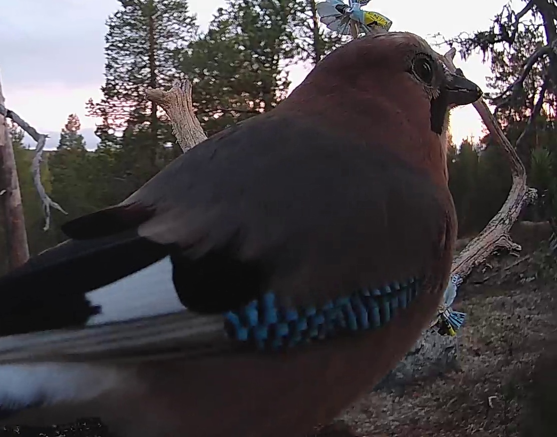 Best image of Eurasian jay