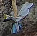 Best image of Azure tit