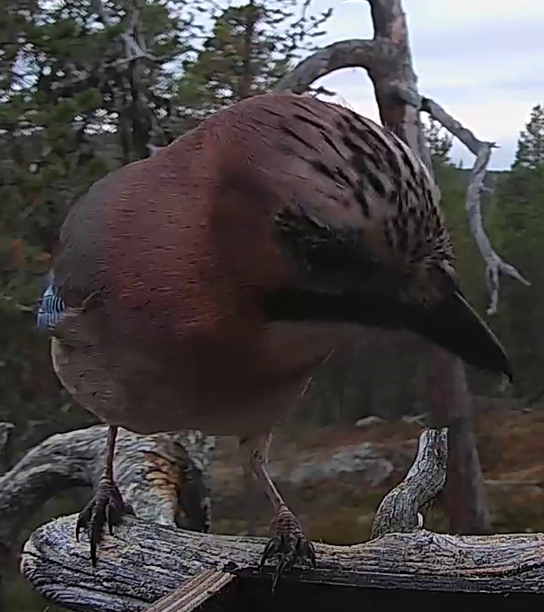 Best image of Eurasian jay
