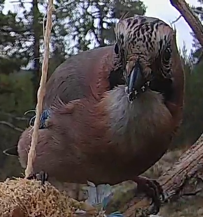 Best image of Eurasian jay