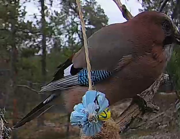 Best image of Eurasian jay