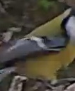 Best image of Great tit