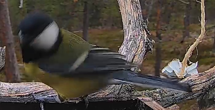 Best image of Great tit