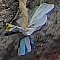 Best image of Azure tit