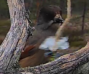 Best image of Siberian jay