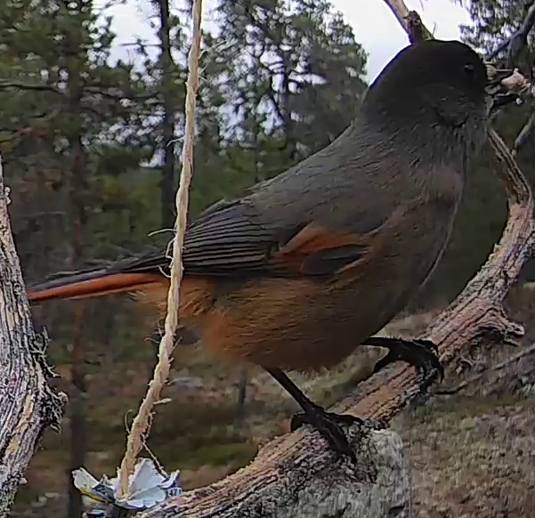 Best image of Siberian jay
