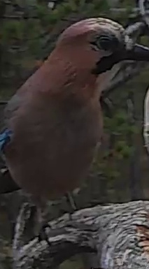 Best image of Eurasian jay
