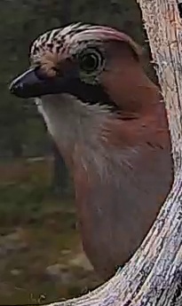 Best image of Eurasian jay