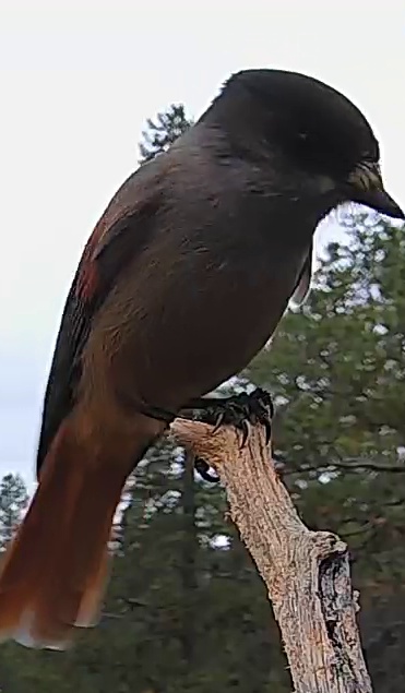 Best image of Siberian jay