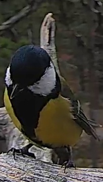Best image of Great tit