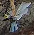 Best image of Azure tit
