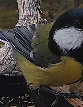 Best image of Great tit