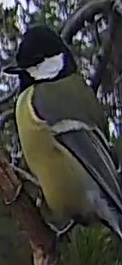 Best image of Great tit