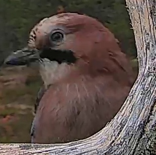 Best image of Eurasian jay