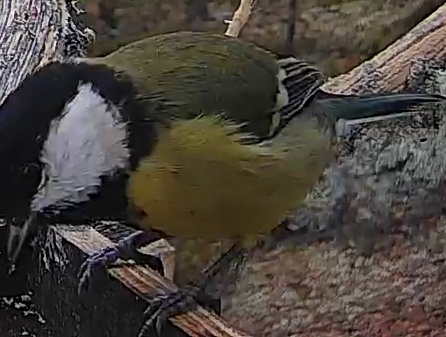Best image of Great tit