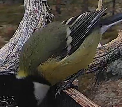 Best image of Great tit