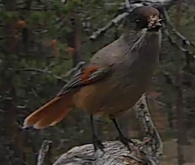 Best image of Siberian jay