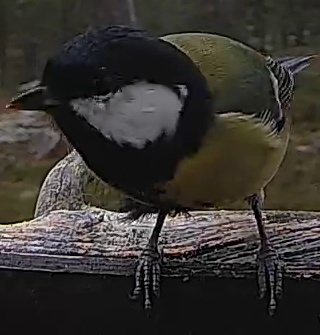 Best image of Great tit