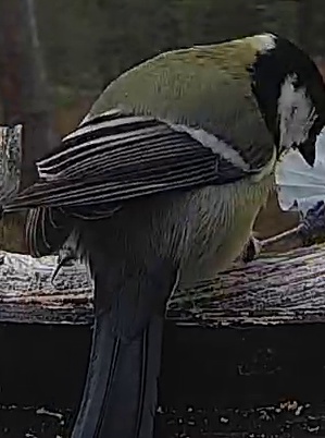 Best image of Great tit