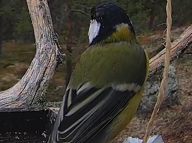 Best image of Great tit