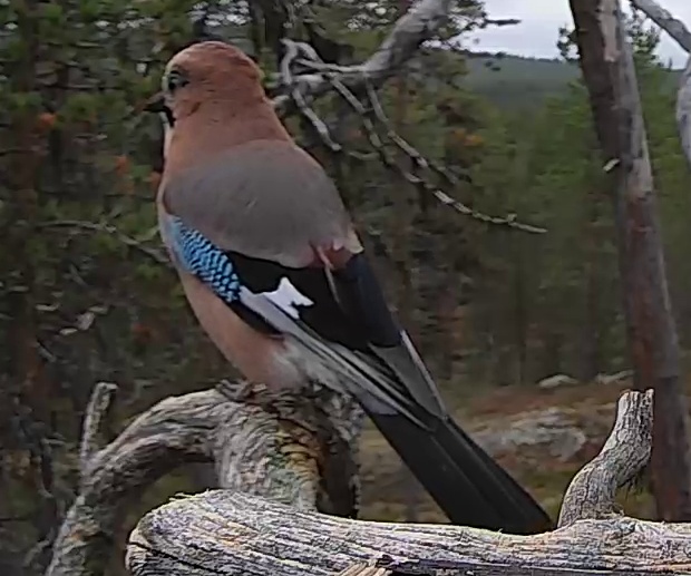 Best image of Eurasian jay