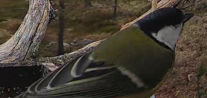 Best image of Great tit