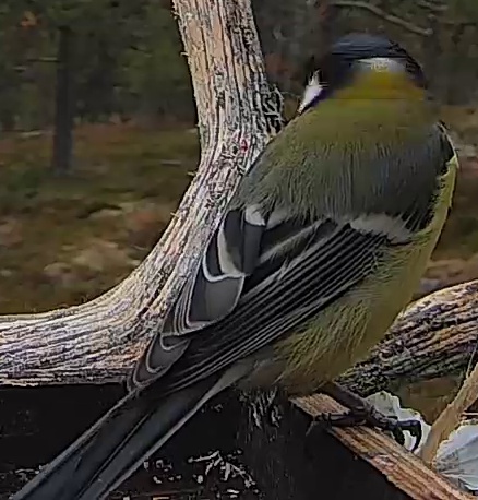 Best image of Great tit