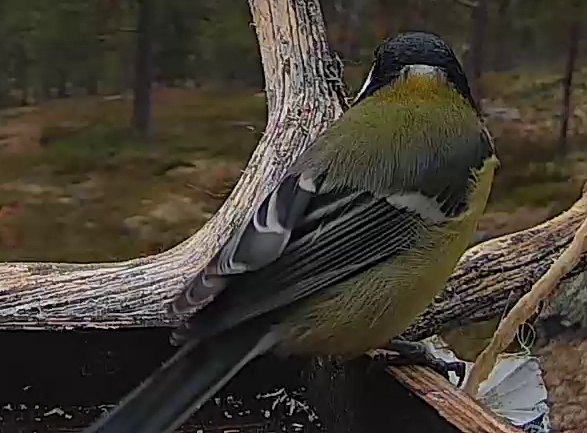Best image of Great tit