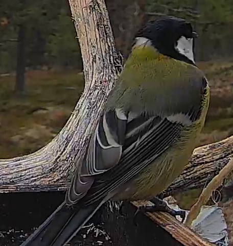 Best image of Great tit