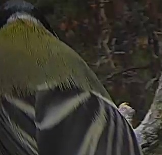 Best image of Grey heron