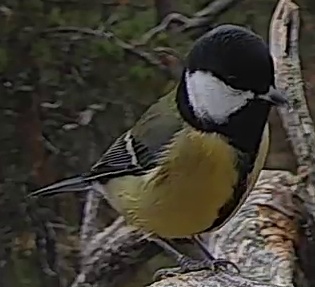 Best image of Great tit