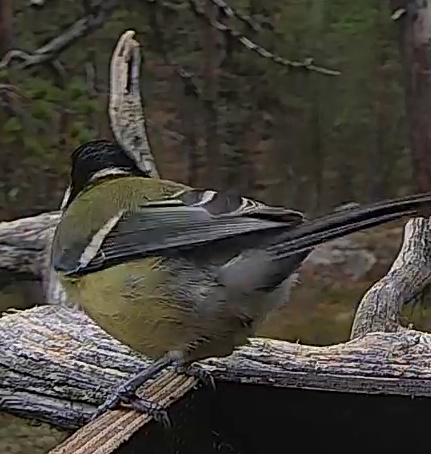 Best image of Great tit