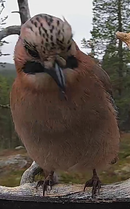 Best image of Eurasian jay