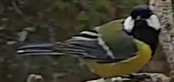 Best image of Great tit