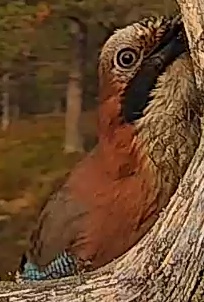 Best image of Little bustard