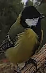 Best image of Great tit