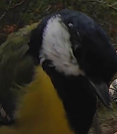 Best image of Lady Amhersts pheasant