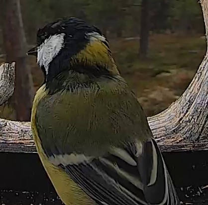 Best image of Great tit