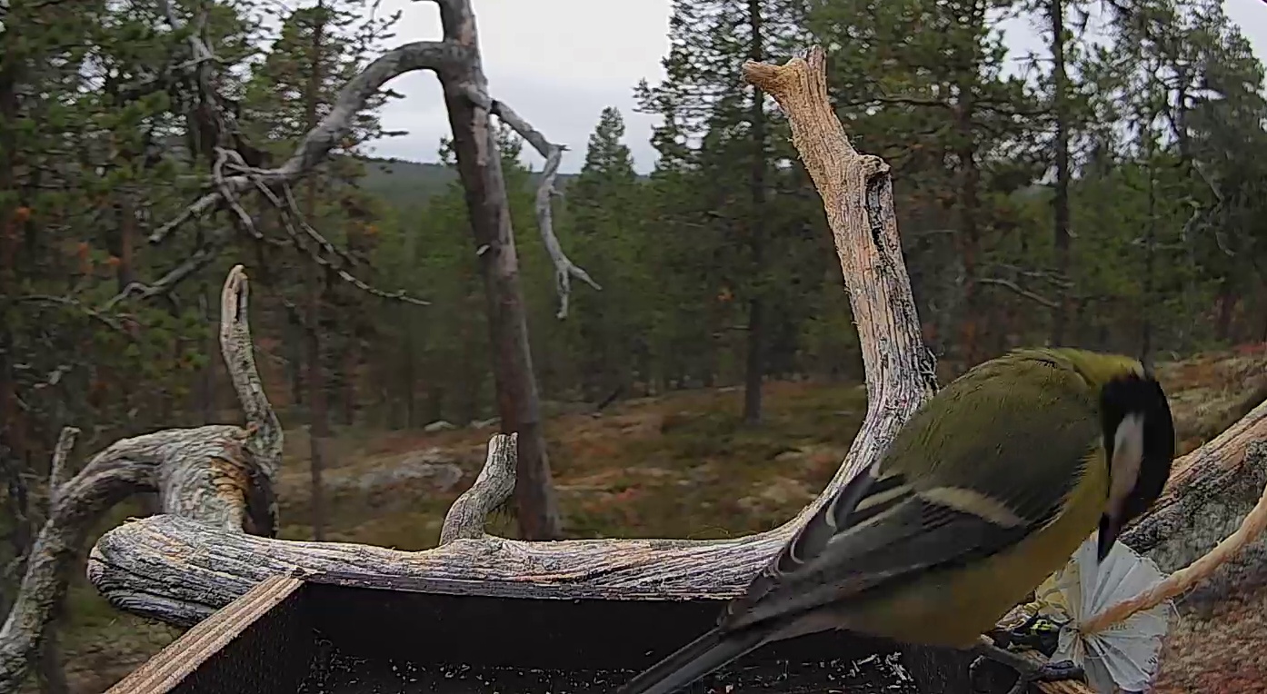 Best image of Great tit