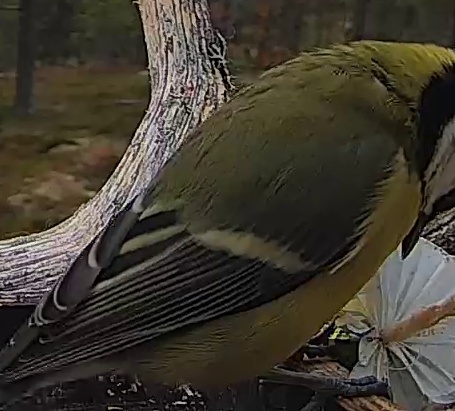 Best image of Great tit