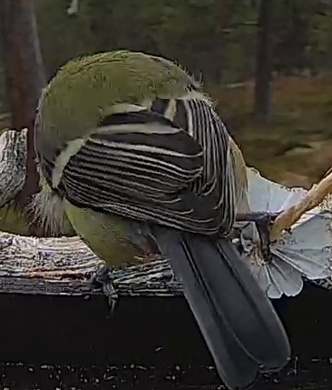 Best image of Great tit