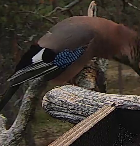 Best image of Eurasian jay